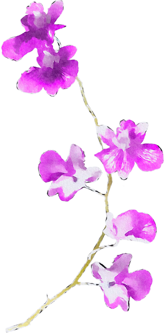 Watercolor Orchids Illustration