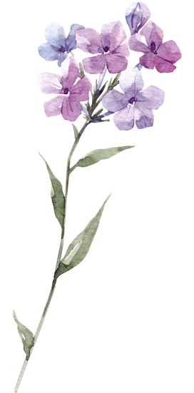 watercolor, wildflowers, lilac, pink + flower, leaf,nature,flower,illustration,design